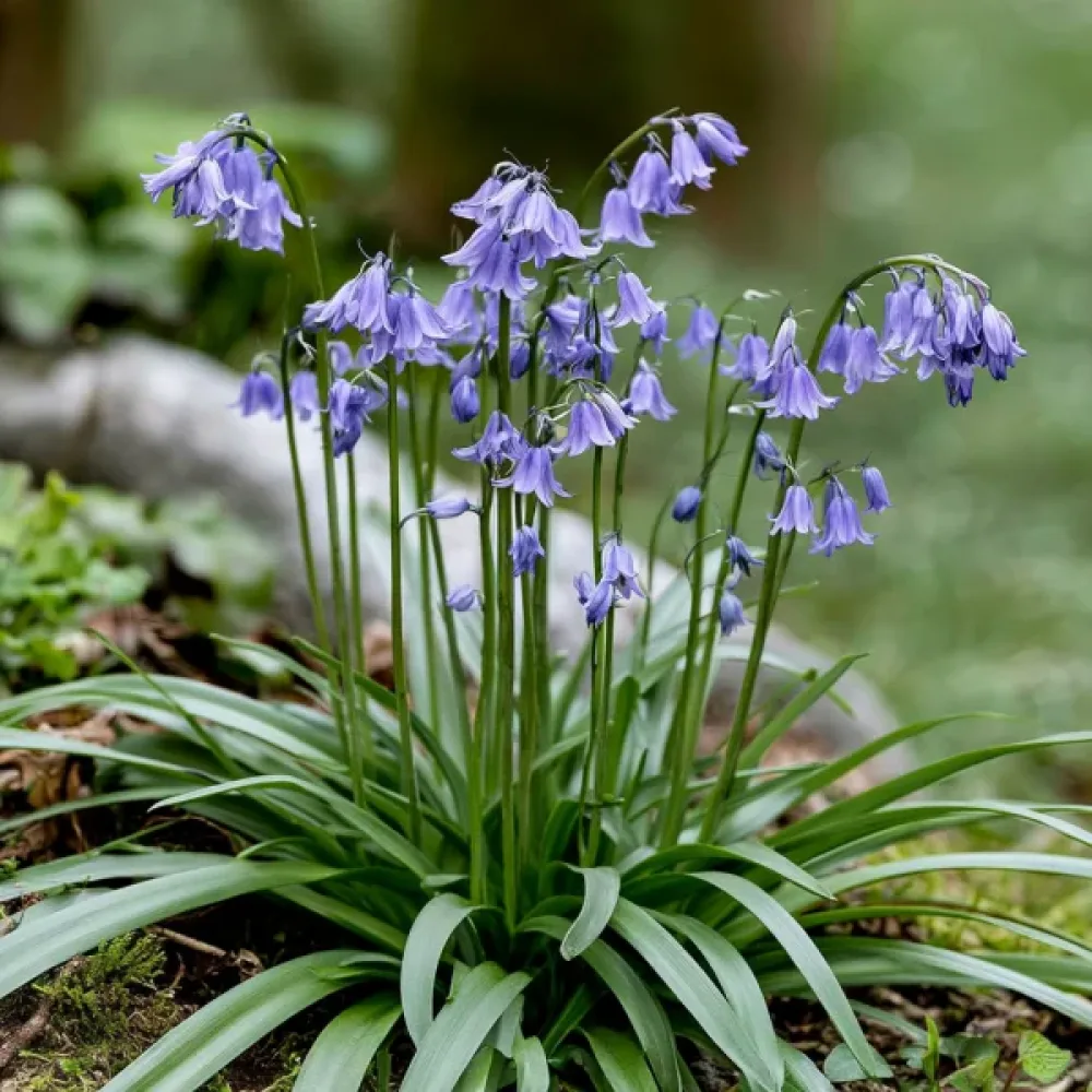 Ιφείον Uniflorum Wisley Blue (μπλε)