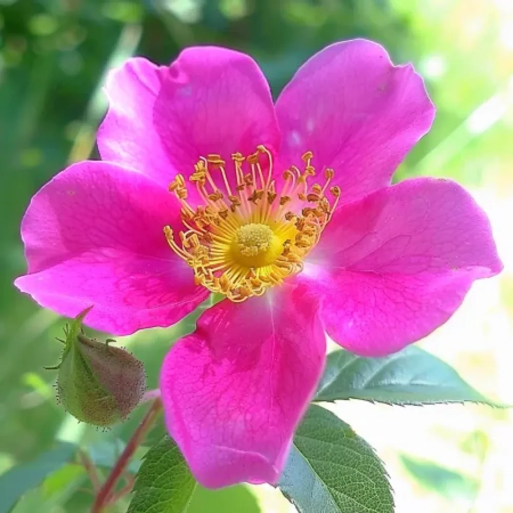 Τριαντάφυλλο Shakespeares Garden - γυμνόριζο