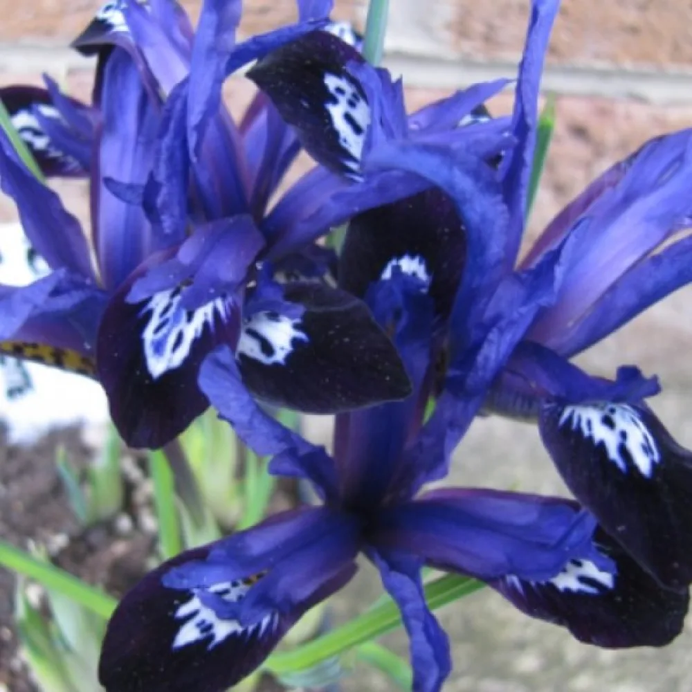 Ίριδα Blue Note Reticulata (μπλε)