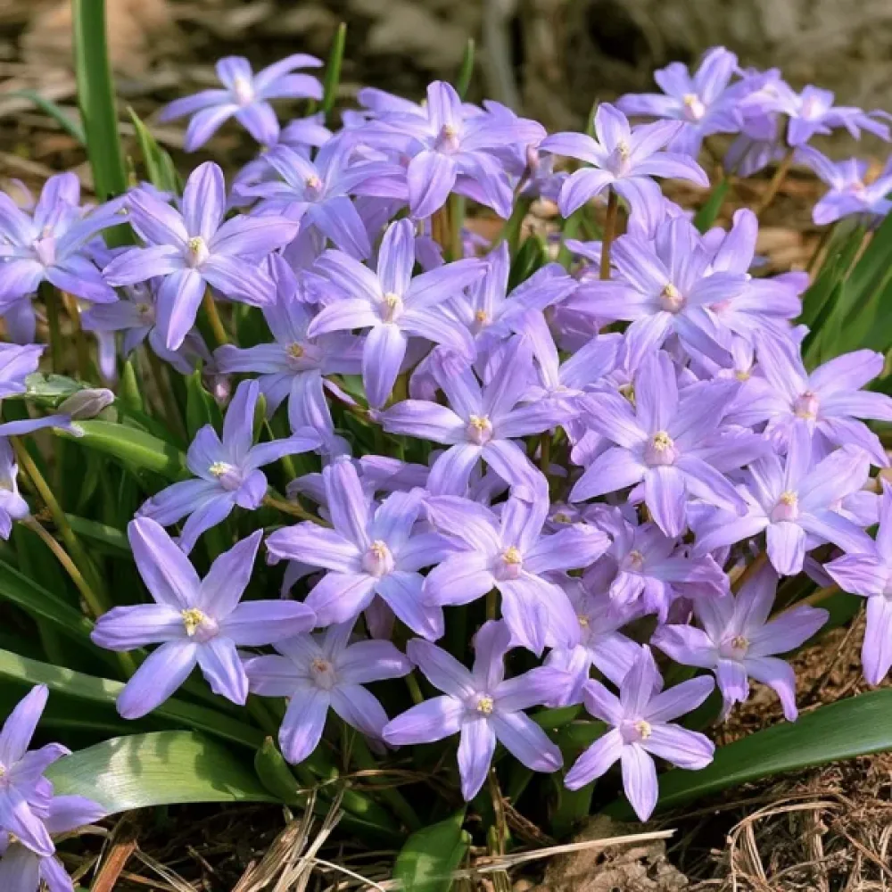 Χιονοδόξα Violet Beauty (μωβ)