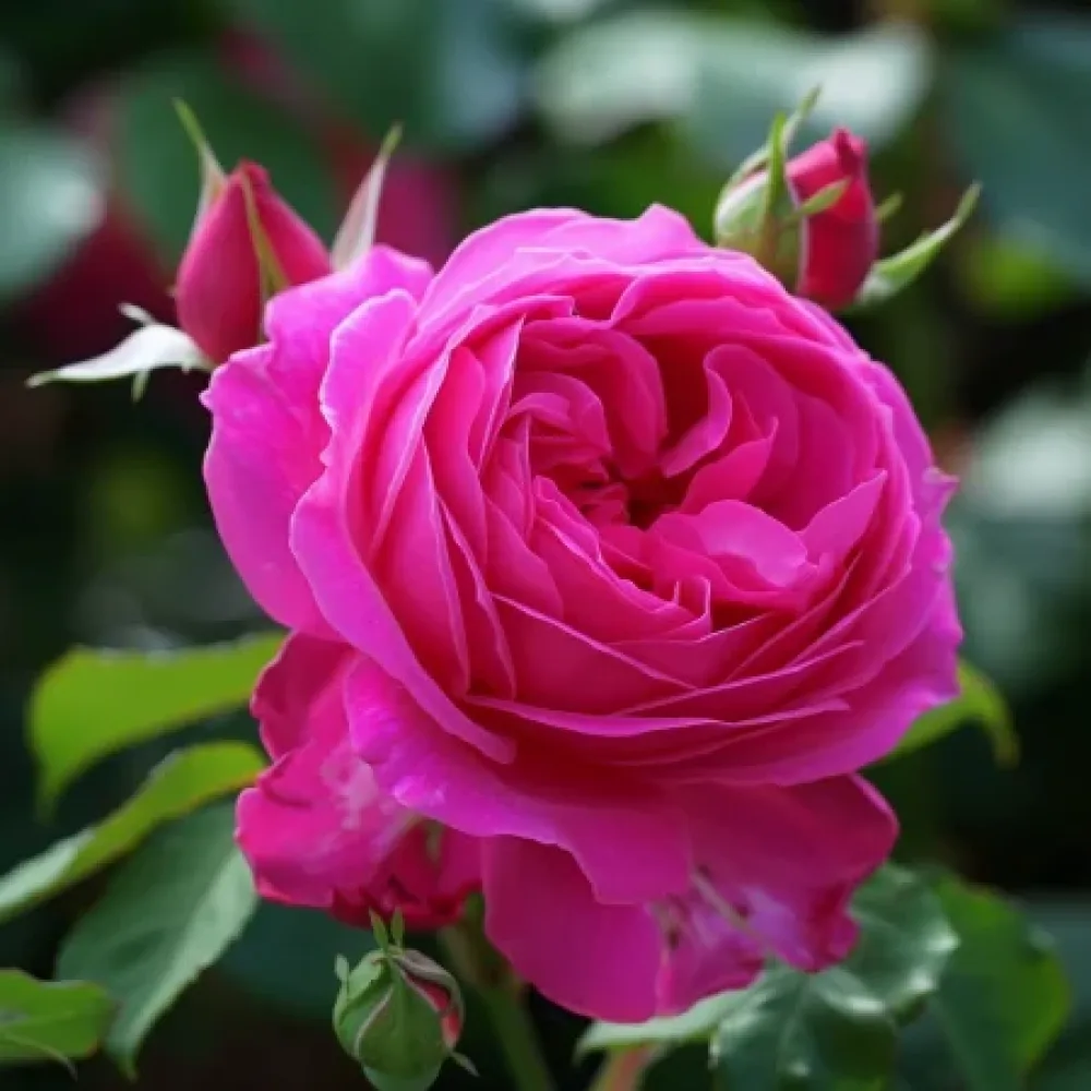 Τριαντάφυλλο Blooming Cloud – γυμνόριζο