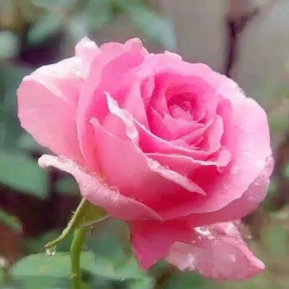 Τριαντάφυλλο Pink Pearl (ροζ)