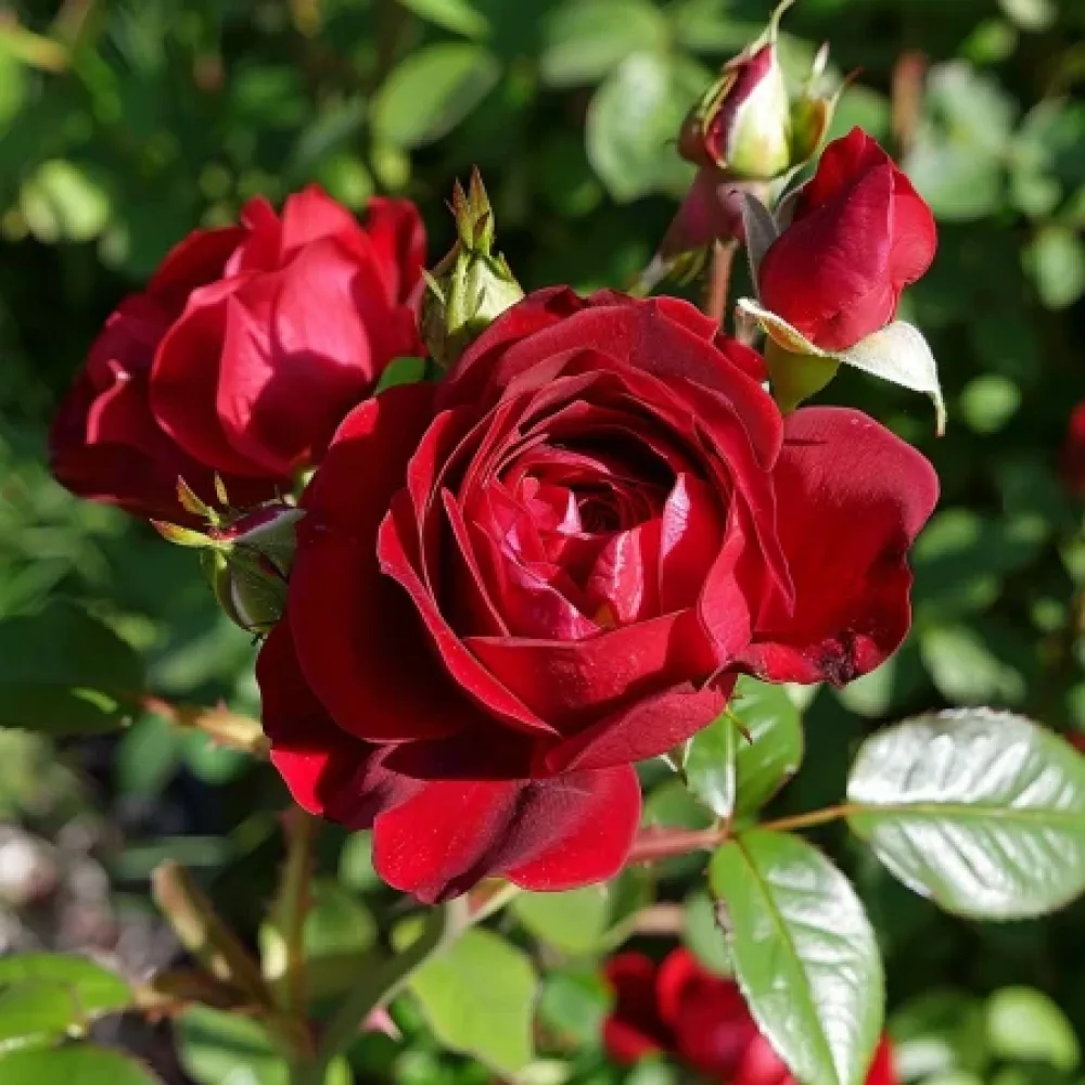 Τριαντάφυλλο Dark Red Fairytale – γυμνόριζο