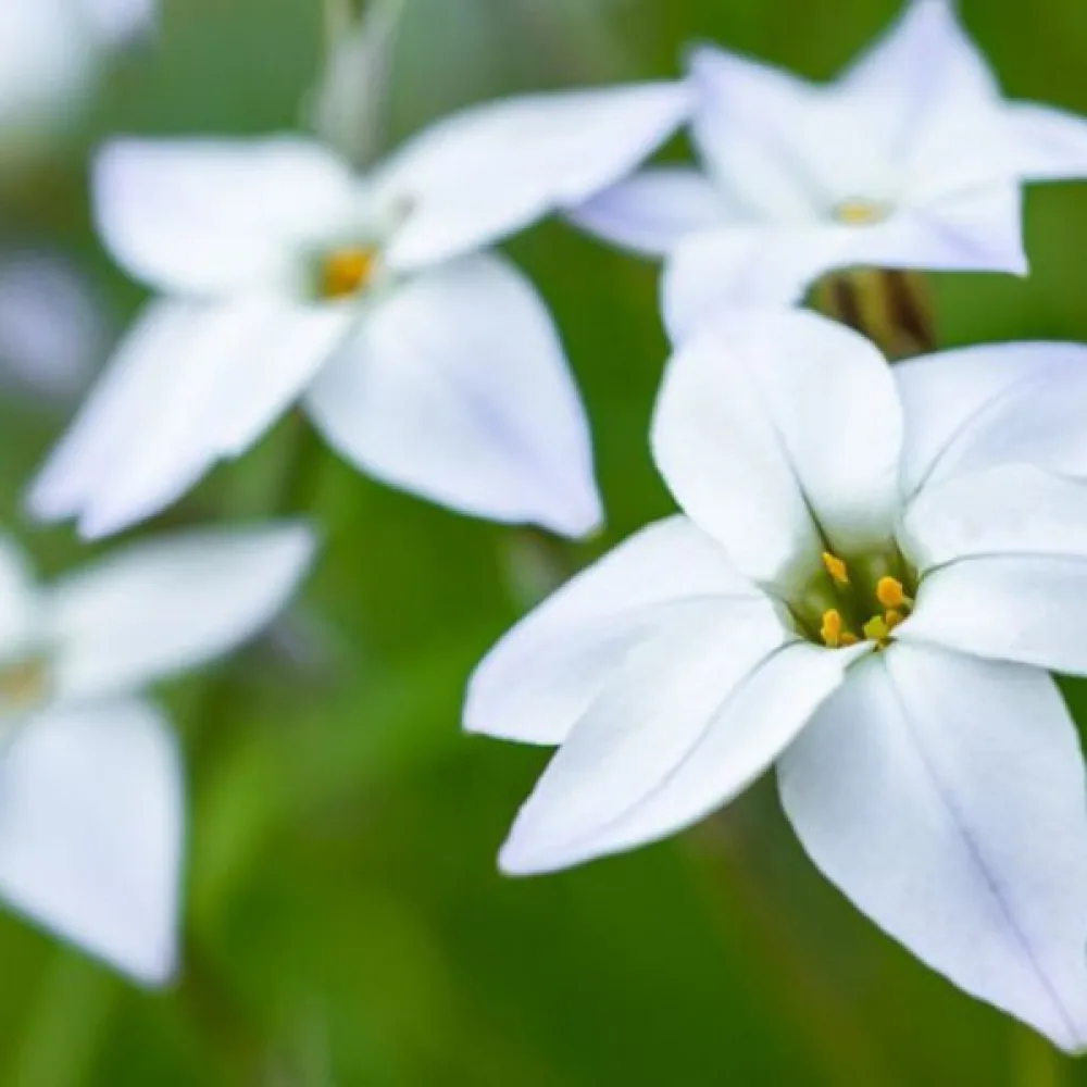 Ιφείον White Star (λευκό)