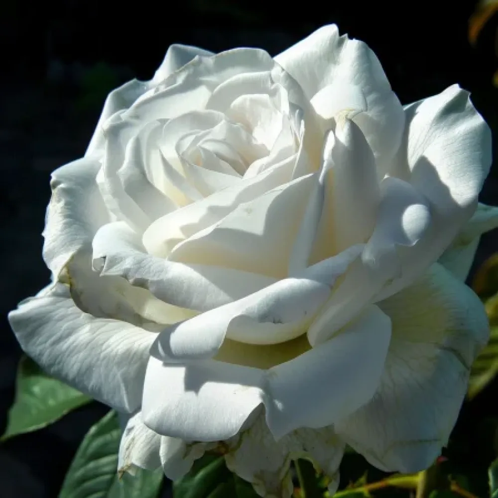 Τριαντάφυλλο Cream Elegance – γυμνόριζο