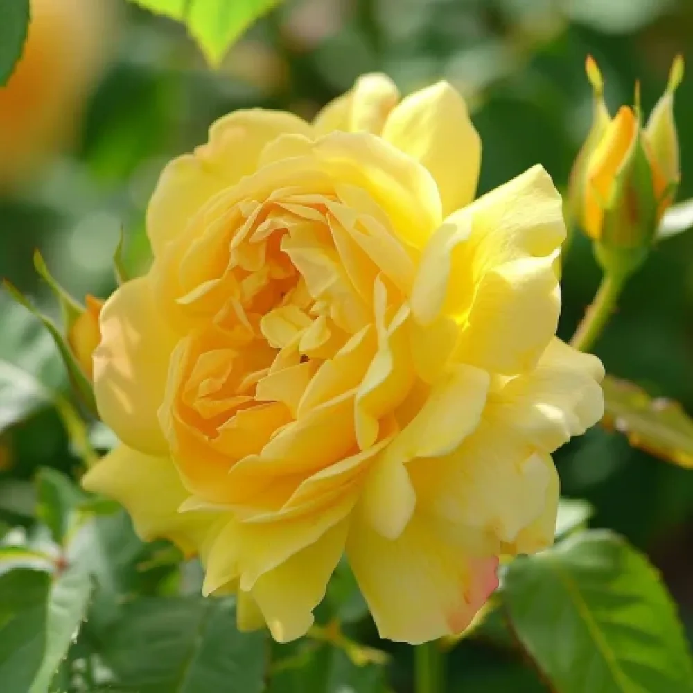 Τριαντάφυλλο Citrus Harmony – γυμνόριζο