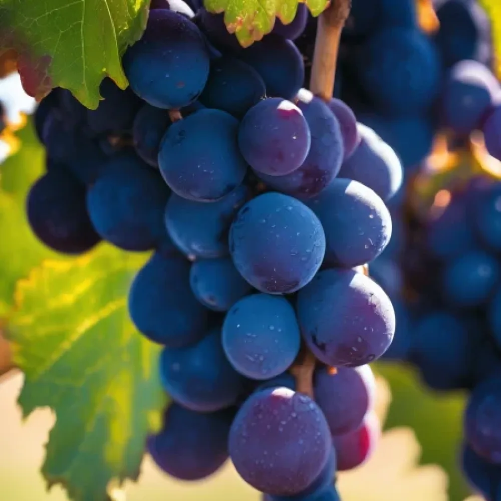 Κλήμα Syrah - πρώιμης ωρίμανσης