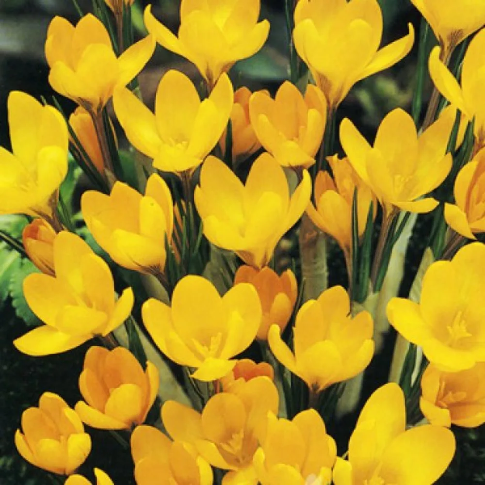 Κρόκος Yellow large flowering (κίτρινος μεγανθής)