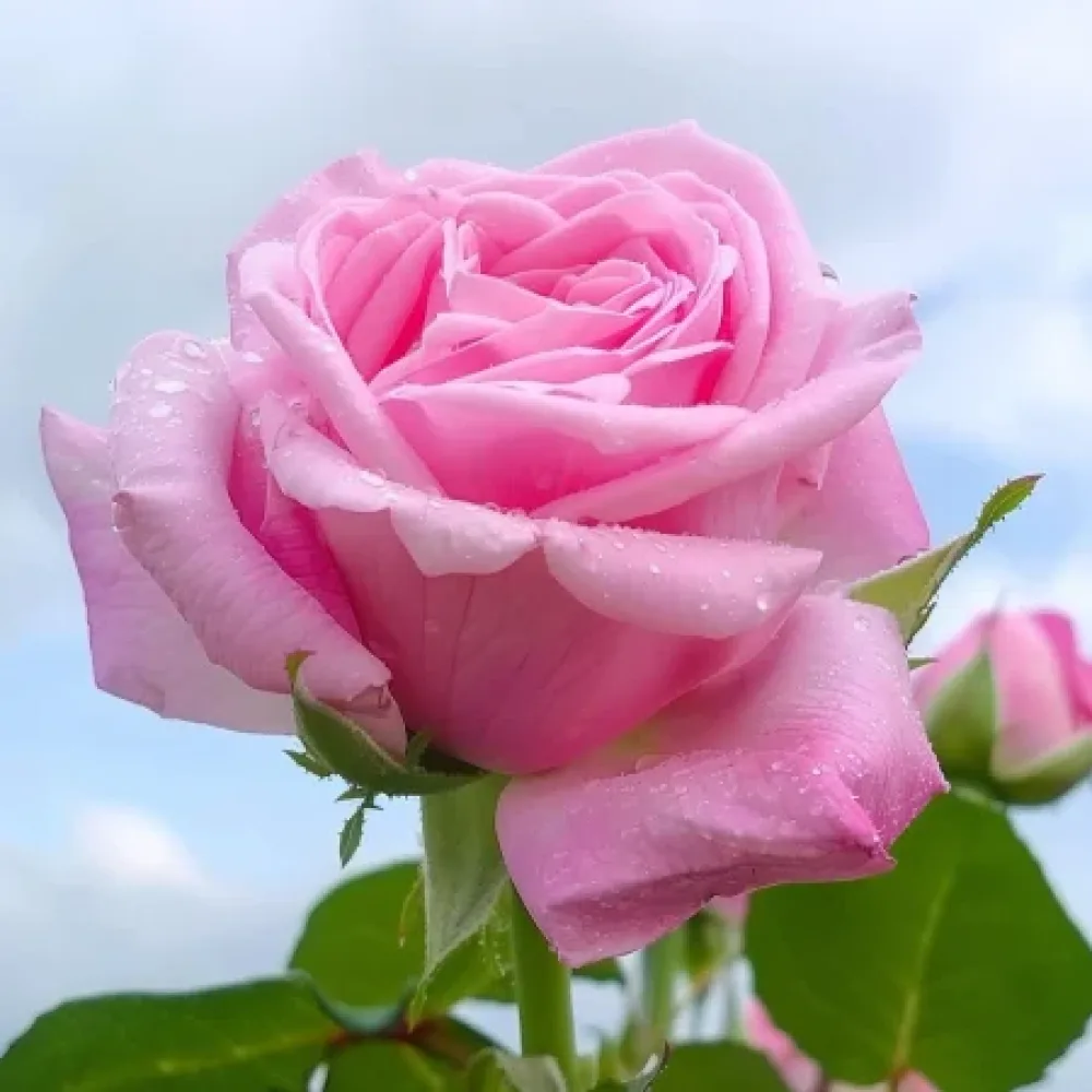 Τριαντάφυλλο Dream in Pink – γυμνόριζο