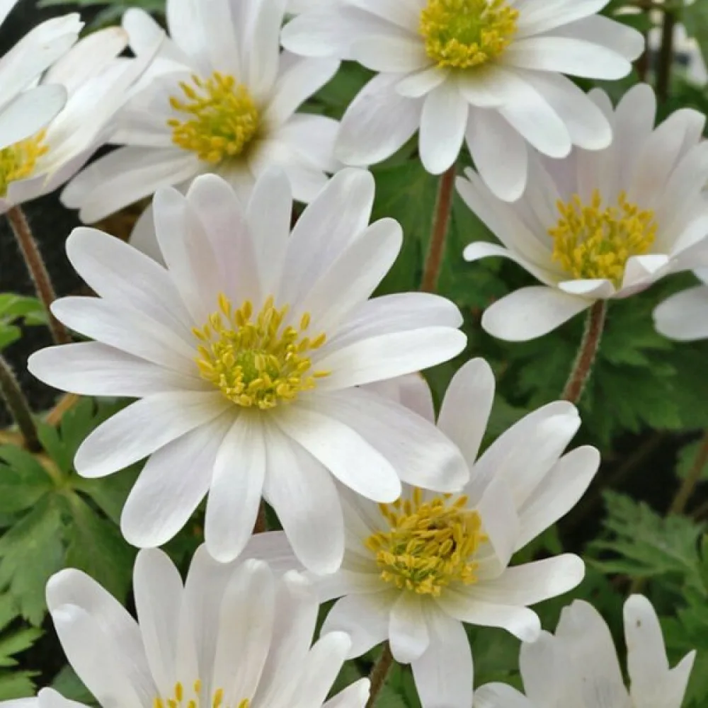 Ανεμώνη White Splendor Blanda (λευκή)
