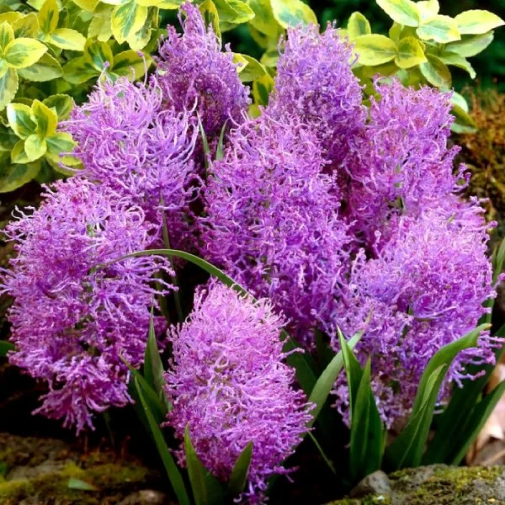 Μούσκαρι Comosum Plumosum (μωβ φτερό)