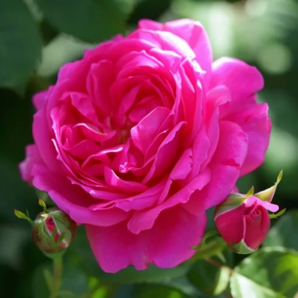 Τριαντάφυλλο Blooming Cloud – γυμνόριζο