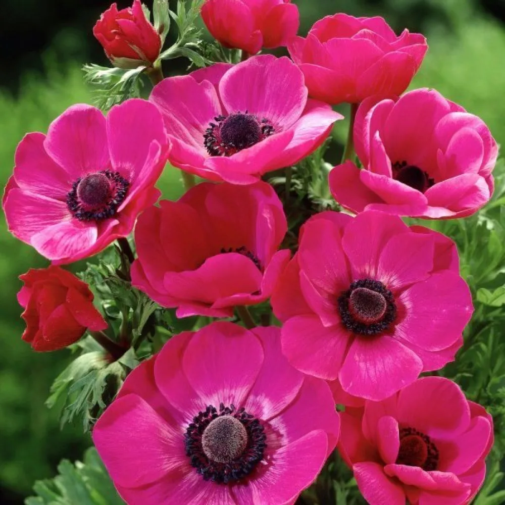 Ανεμώνη Sylphide de Caen Pink (ροζ)