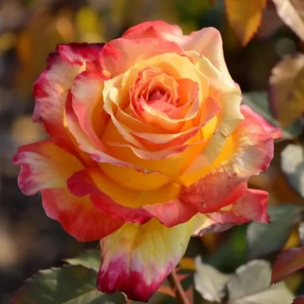 Τριαντάφυλλο Golden Orange Whirlwind – γυμνόριζο