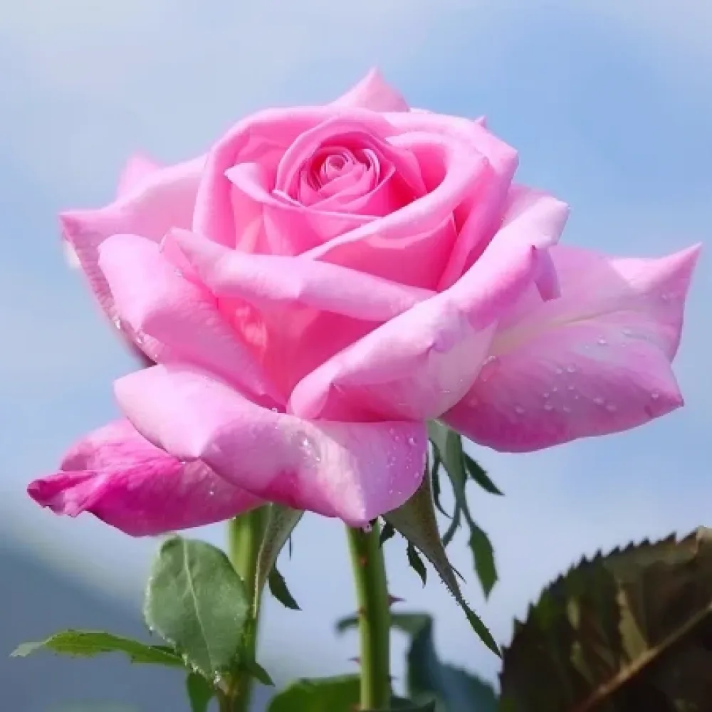 Τριαντάφυλλο Dream in Pink – γυμνόριζο