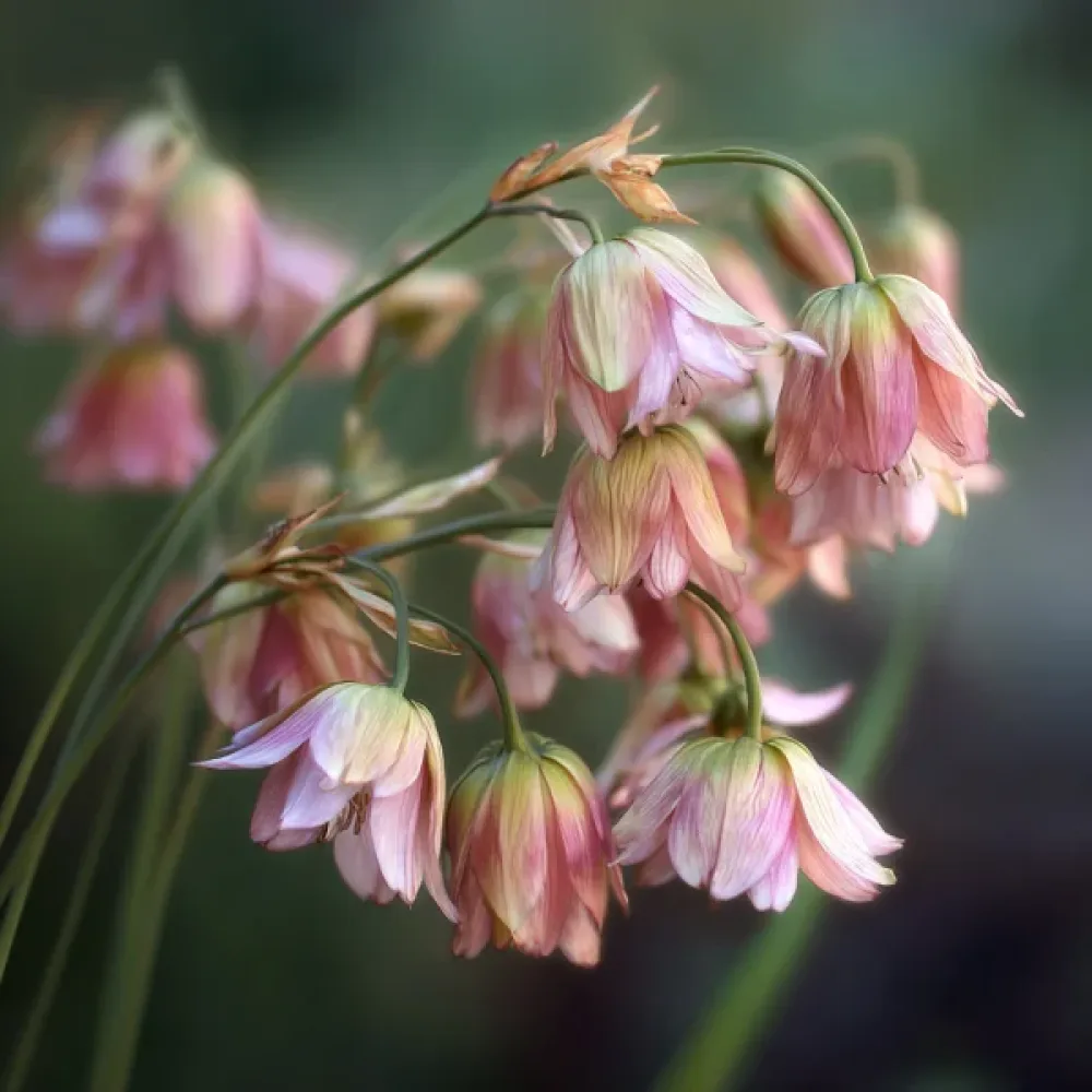 Νεκταρόσκορδο siculum ssp bulgaricum (κρεμ)