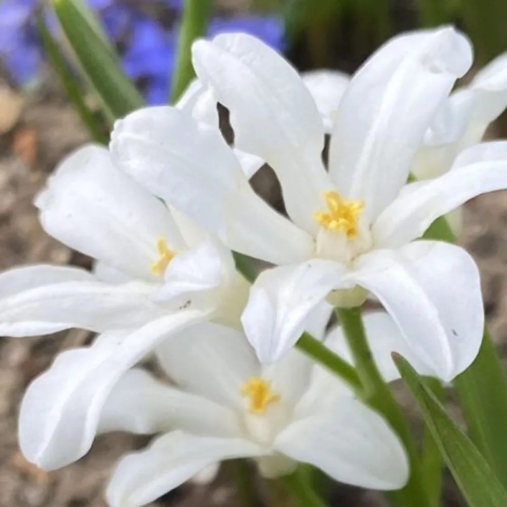 Χιονοδόξα Luciliae Alba (λευκή)
