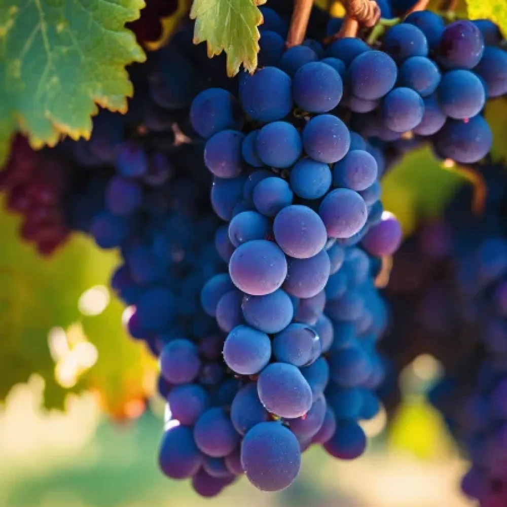 Κλήμα Syrah - πρώιμης ωρίμανσης