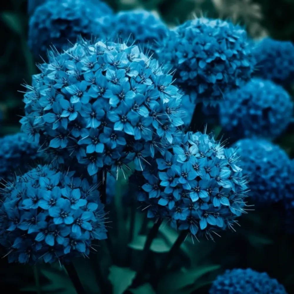 Αλλιούμ CAERULEUM (AZUREUM) (γαλάζιο)
