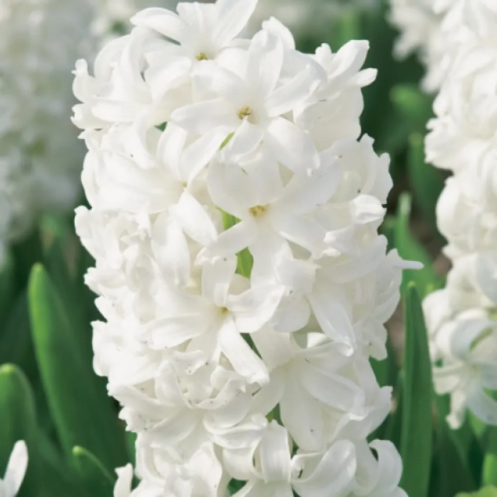 Υάκινθος White Pearl (λευκός)