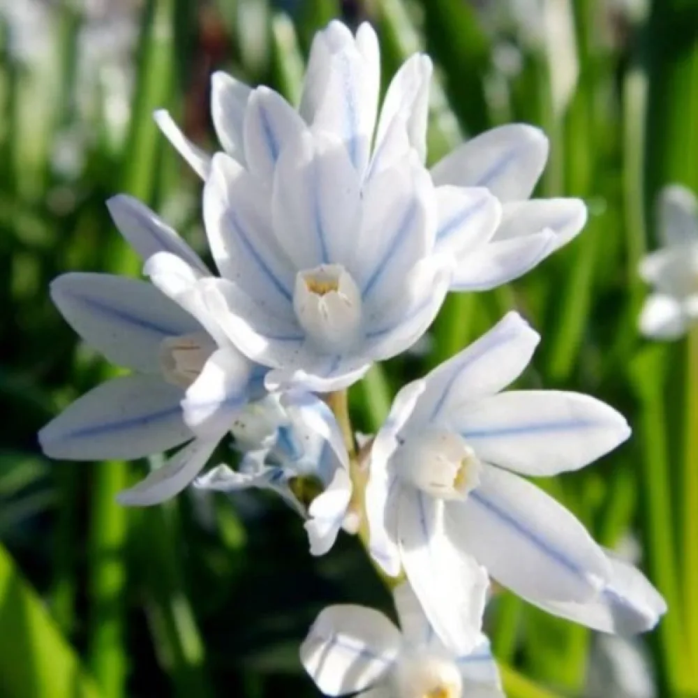 Πουσκίνια scilloides var. libanotica (μπλε)