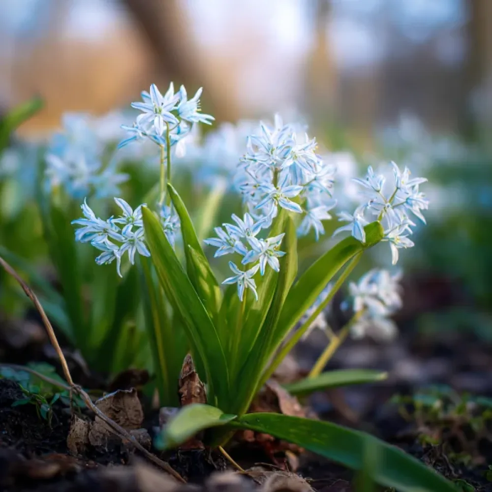 Σκίλλα Siberica Alba (λευκή)