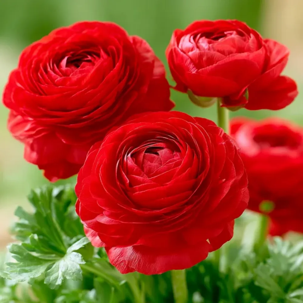 Νεραγκούλα Red Tomer (κόκκινη)
