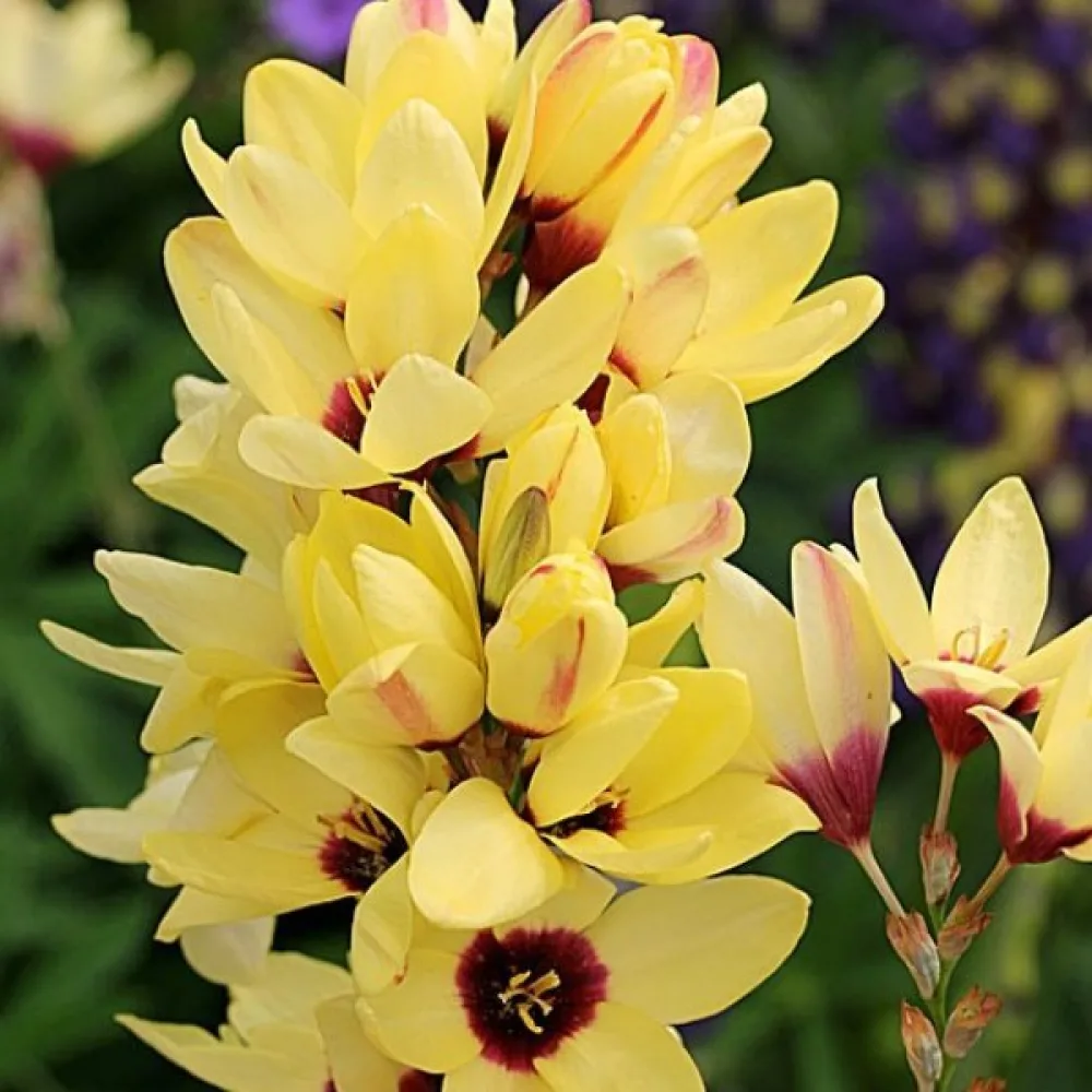 Ιξία YELLOW EMPEROR (κίτρινη)