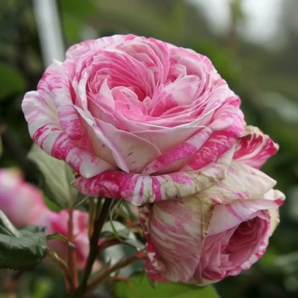 Τριαντάφυλλο Floral Whirl - γυμνόριζο