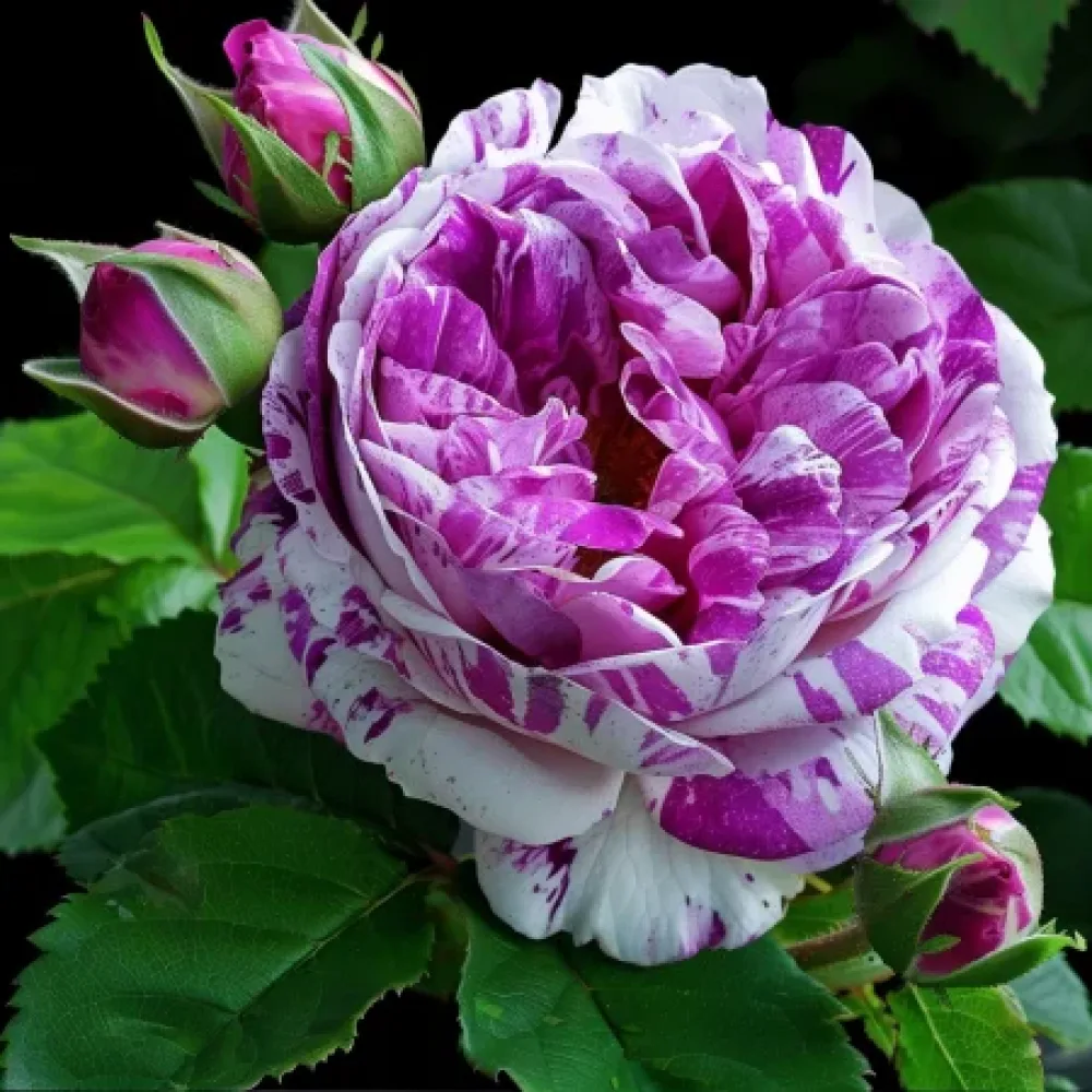 Τριαντάφυλλο Fragrant Avalanche – γυμνόριζο