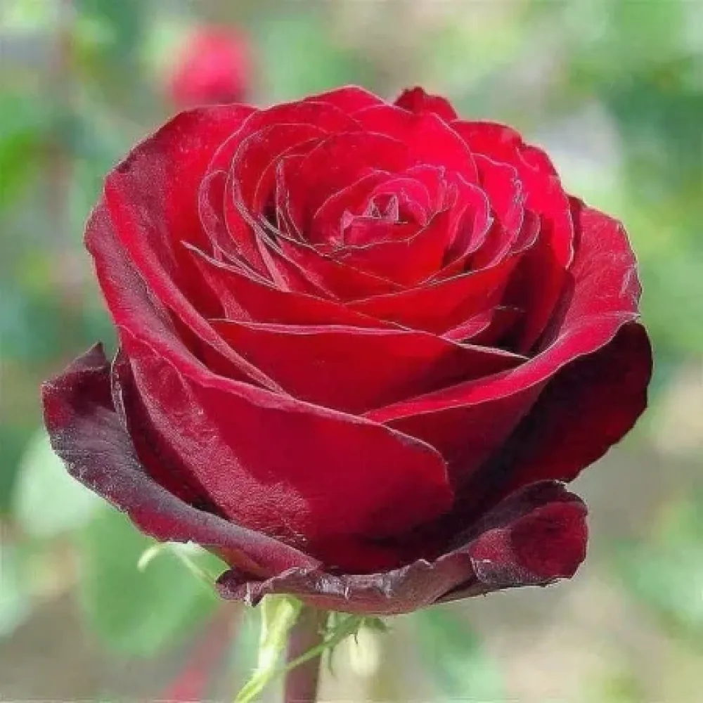 Τριαντάφυλλο Ruby Eternity Rose - γυμνόριζο