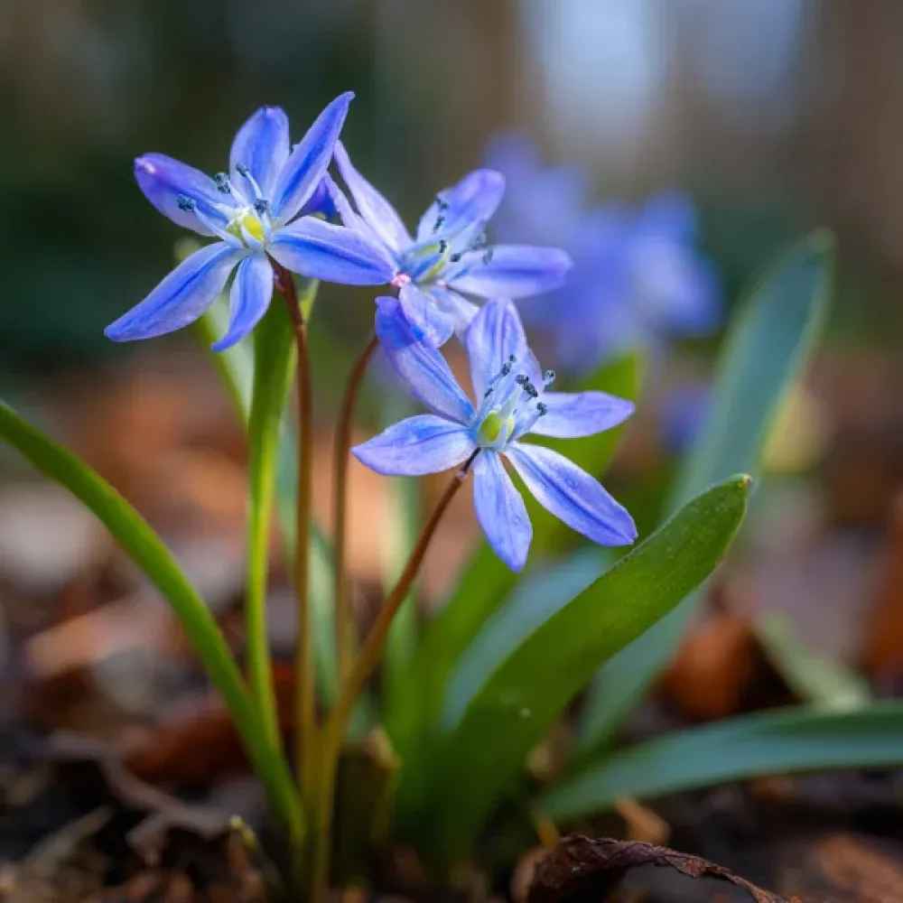 Σκίλλα bifolia Blue (μπλε)