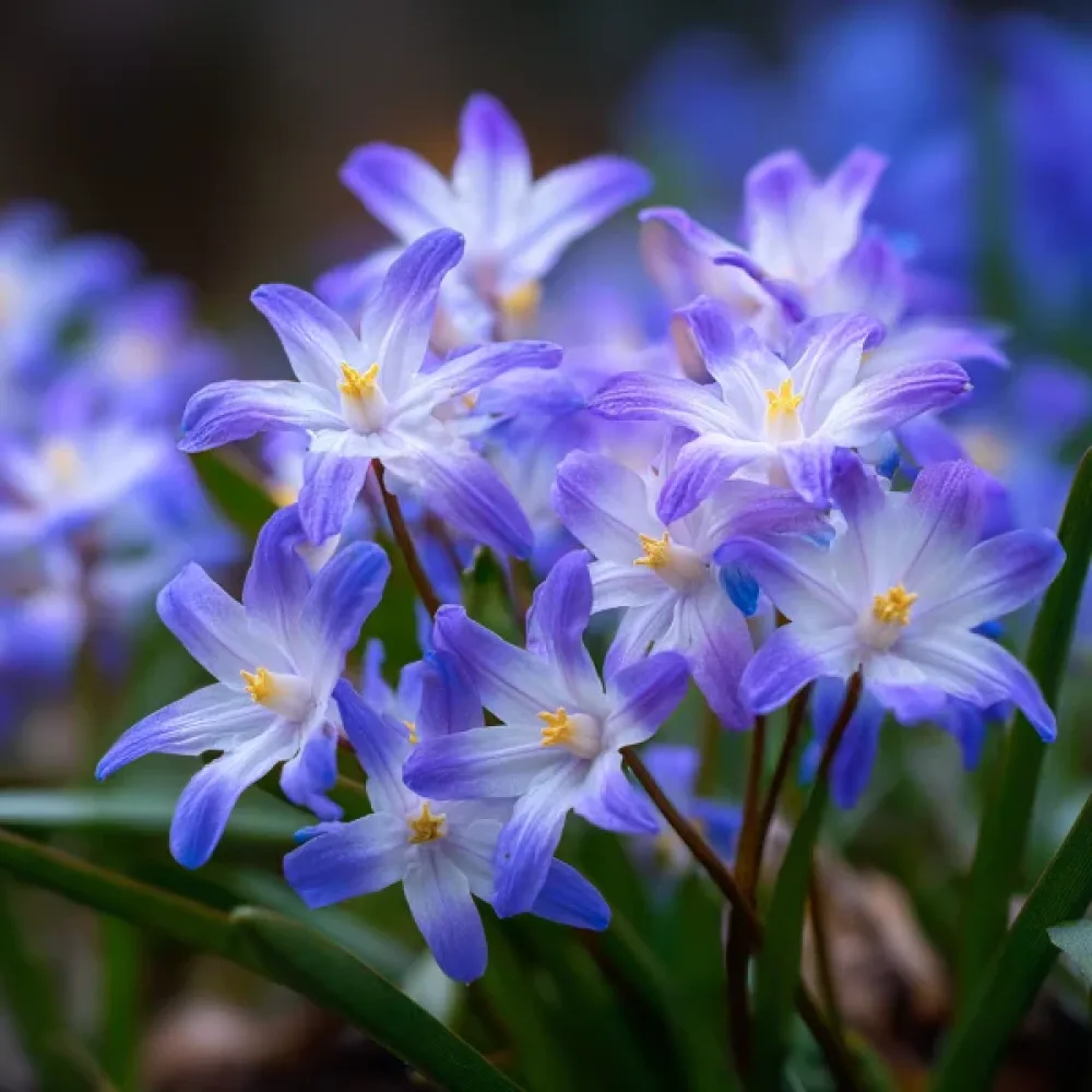 Χιονόδοξα Forbesii (μπλε)