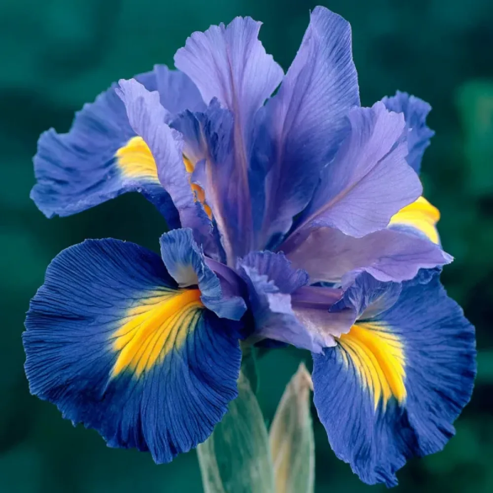 Ίριδα Sapphire Beauty (μπλε)