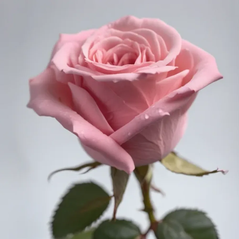 Τριαντάφυλλο Pink Symphony – γυμνόριζο