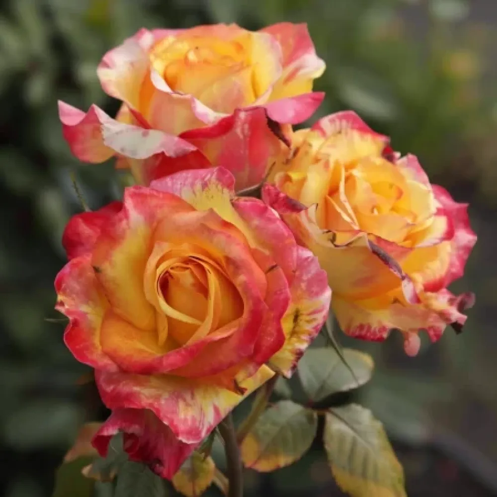 Τριαντάφυλλο Golden Orange Whirlwind – γυμνόριζο