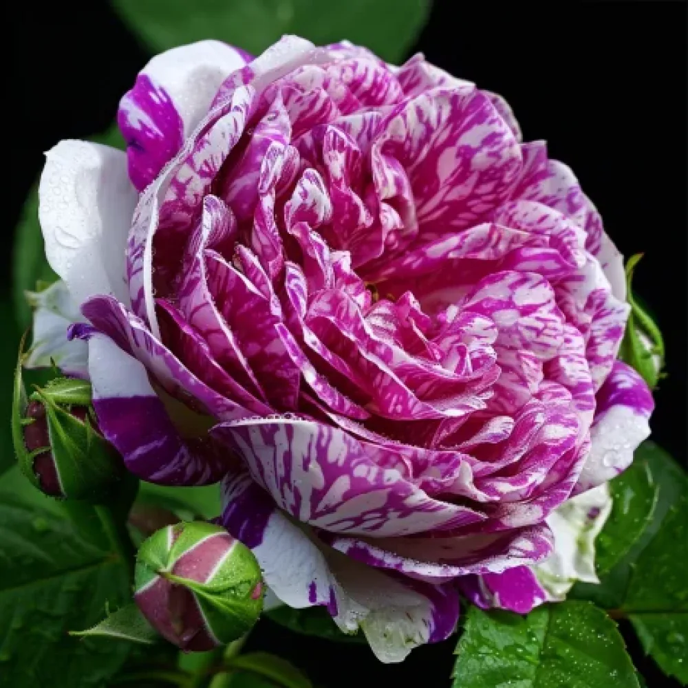 Τριαντάφυλλο Fragrant Avalanche – γυμνόριζο