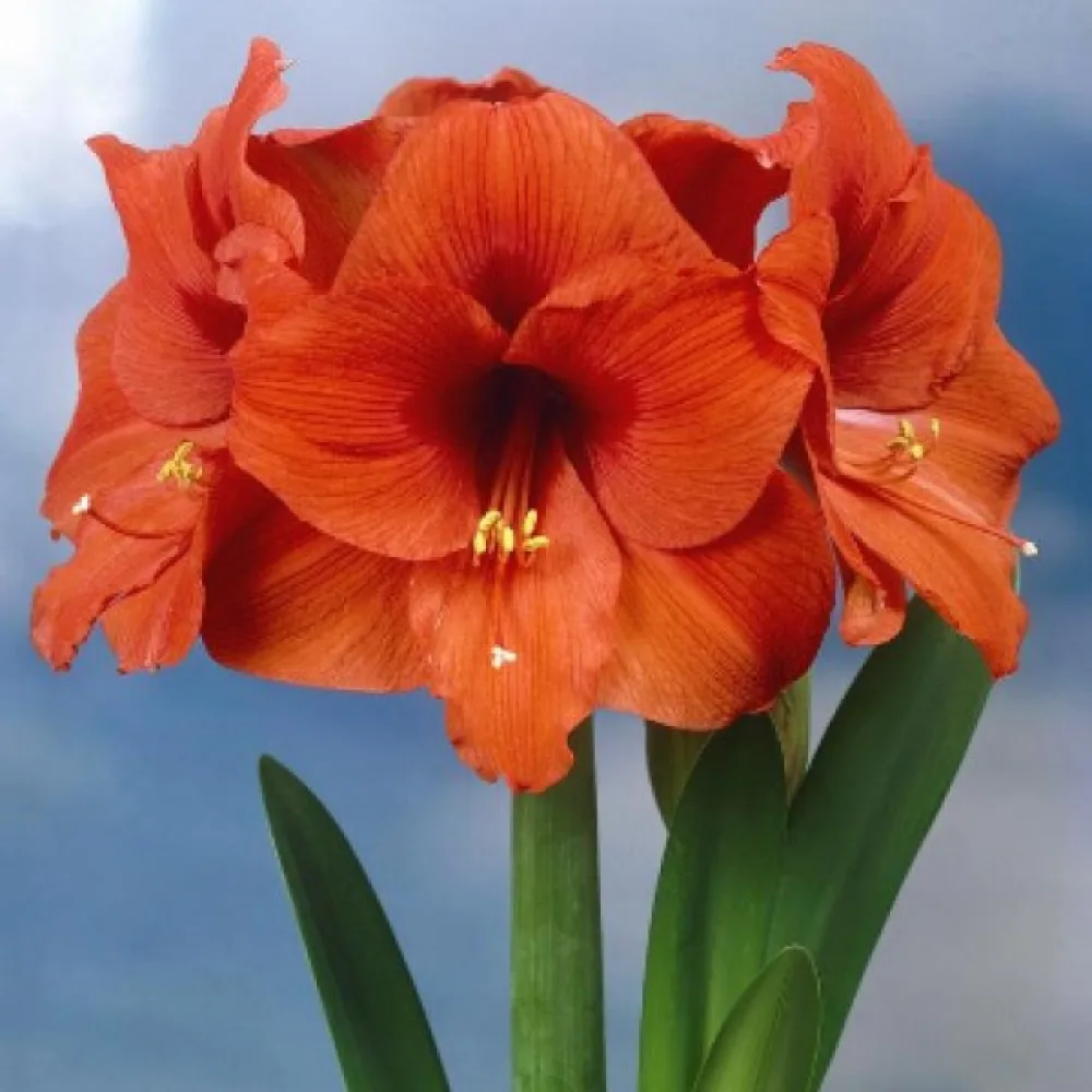 Αμαρυλλίς ORANGE SOUVEREIGN (πορτοκαλί)