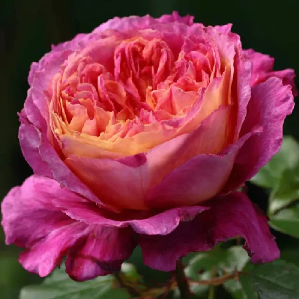Τριαντάφυλλο Tender Pink Flirt – γυμνόριζο