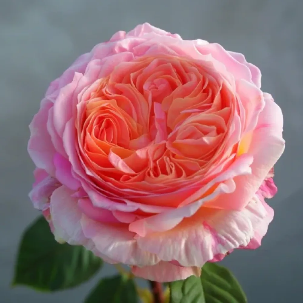 Τριαντάφυλλο Pearl Rose – γυμνόριζο