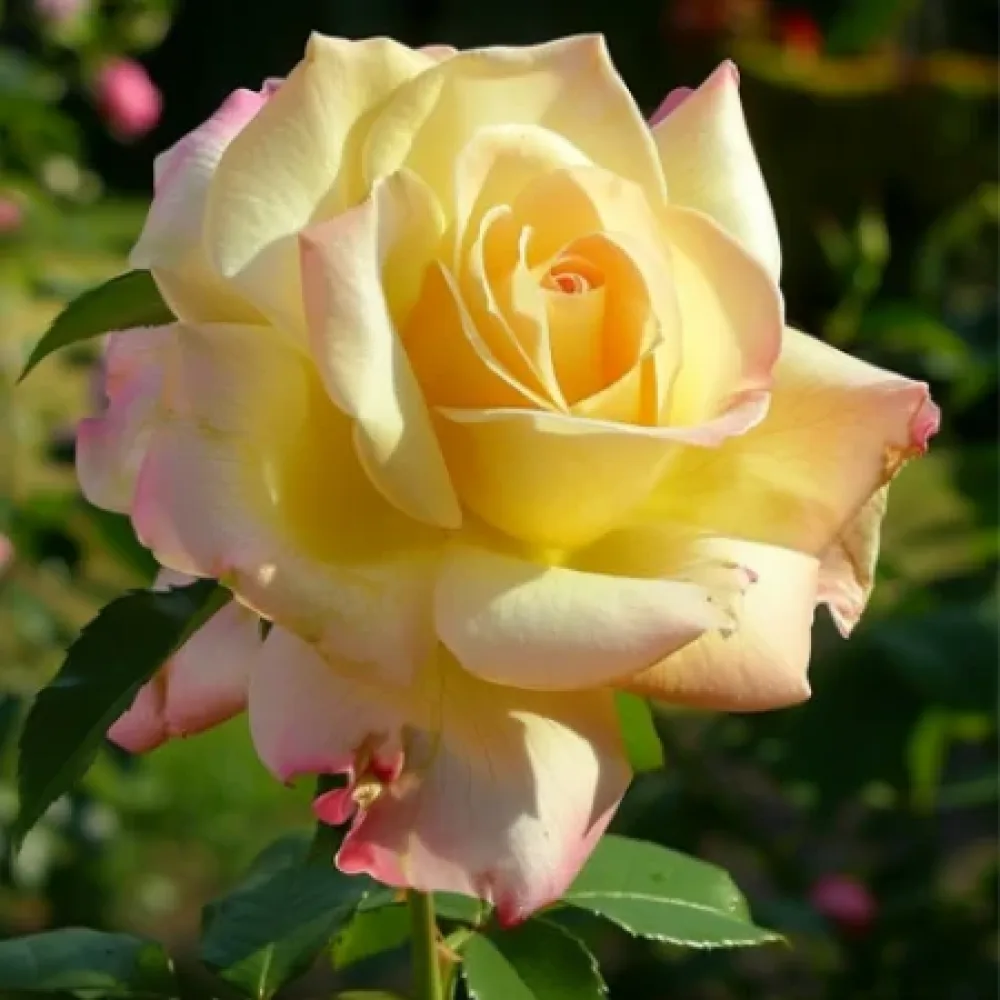 Τριαντάφυλλο Golden Rose Dream - γυμνόριζο