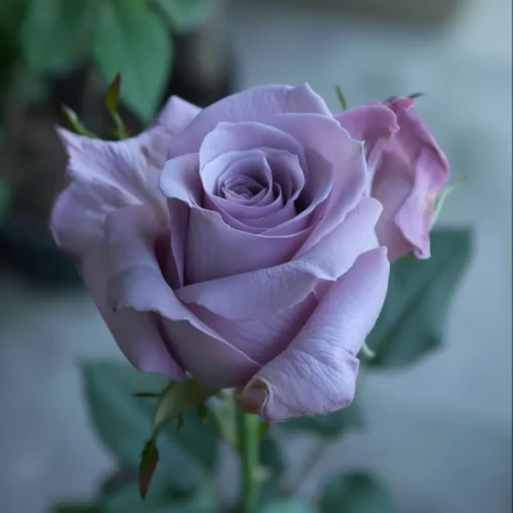 Τριαντάφυλλο Blooming Symphony - γυμνόριζο