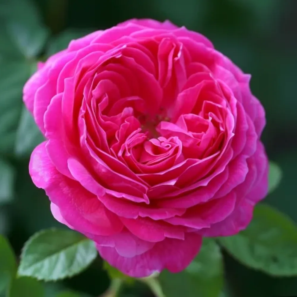 Τριαντάφυλλο Blooming Cloud – γυμνόριζο