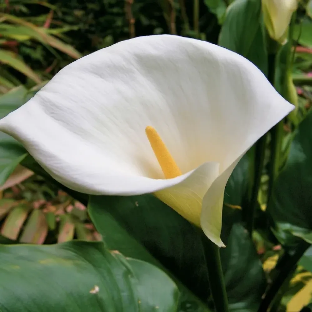 Κάλλα Aethiopica (λευκή)