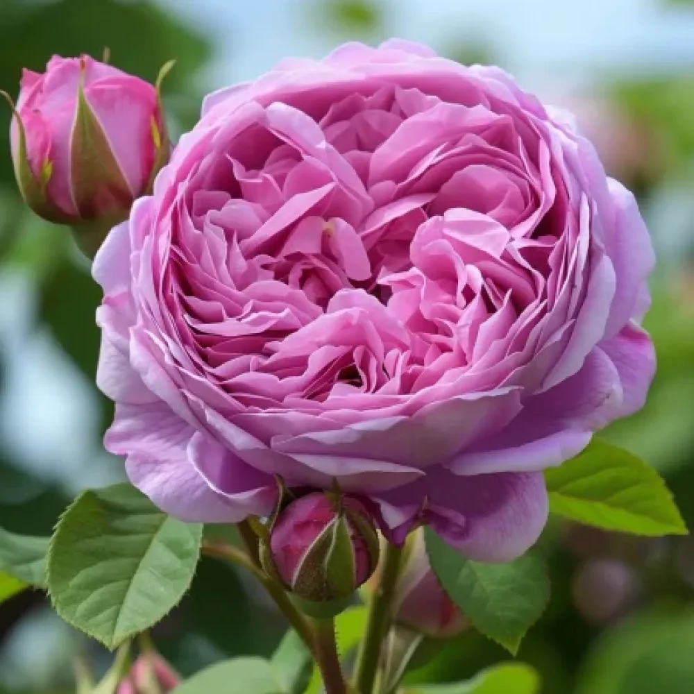 Τριαντάφυλλο Revival Blossom – γυμνόριζο