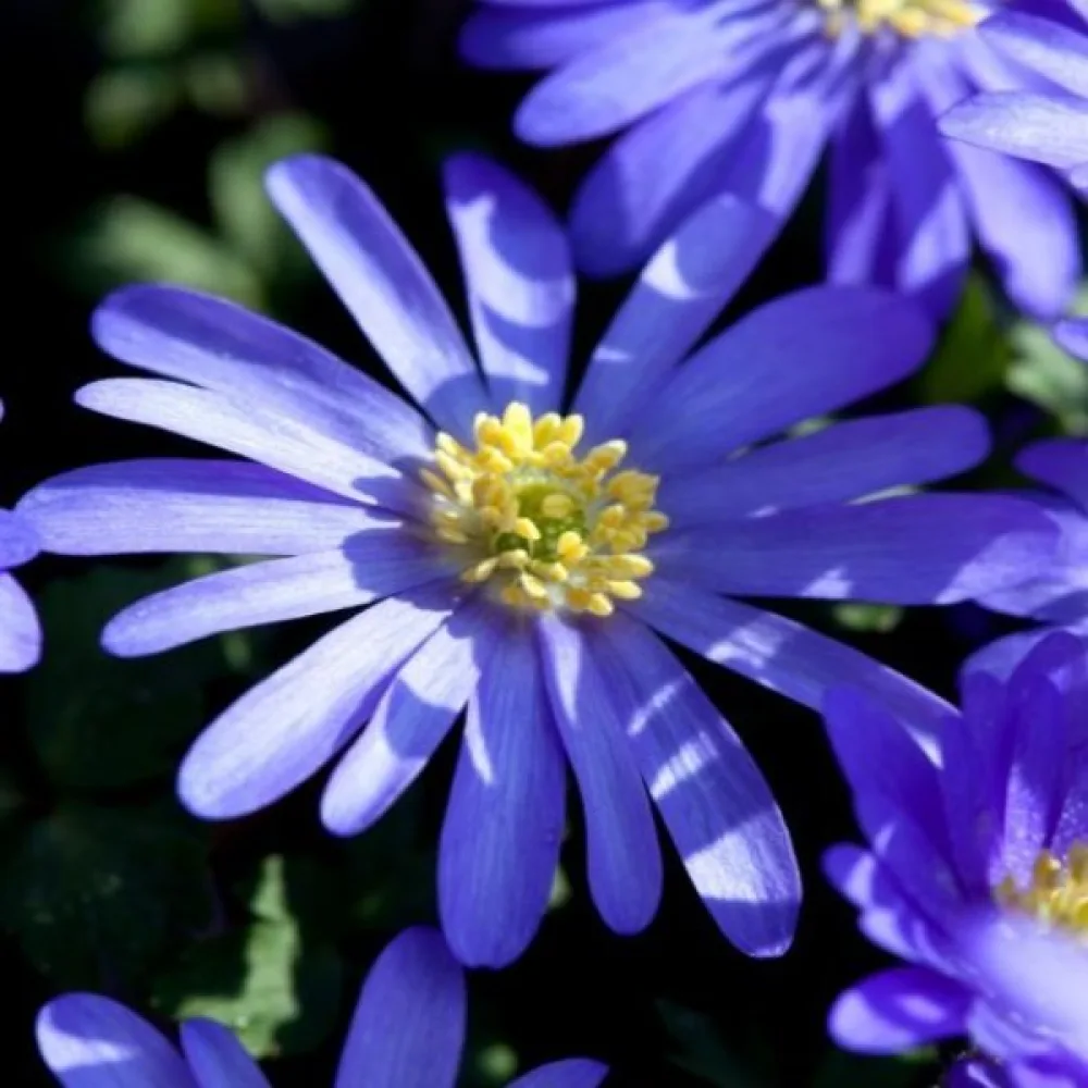 Ανεμώνη Blue Shades Blanda (μπλε αποχρώσεις)