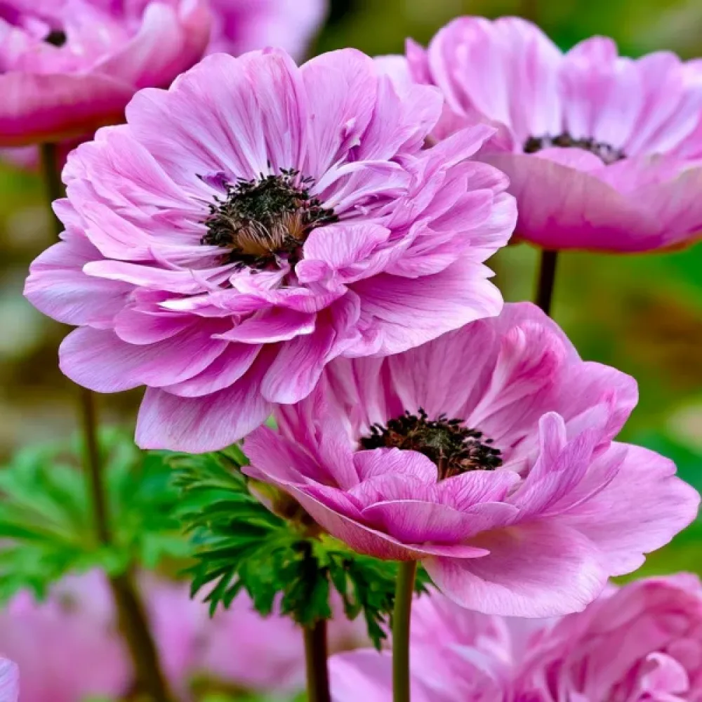 Ανεμώνη The Admiral St. Brigid (μωβ)