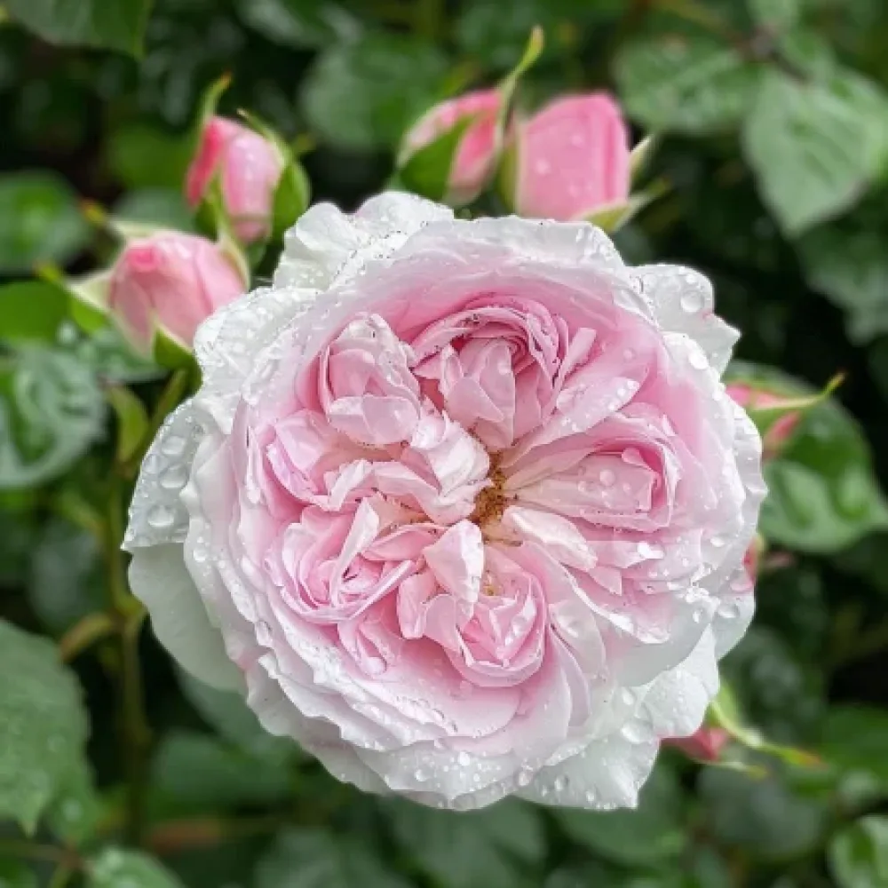 Τριαντάφυλλο Silver Pink Glow – γυμνόριζο