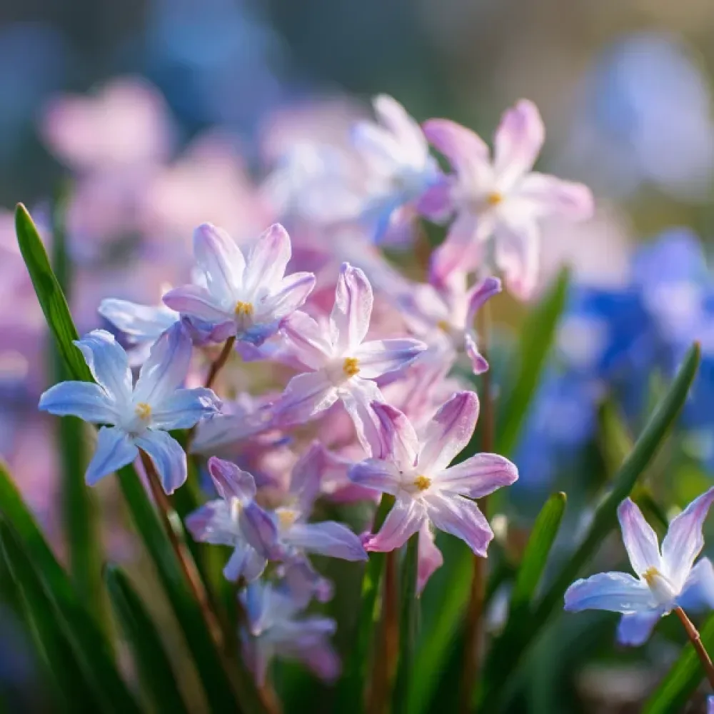 Χιονόδοξα Rosea (ροζ)