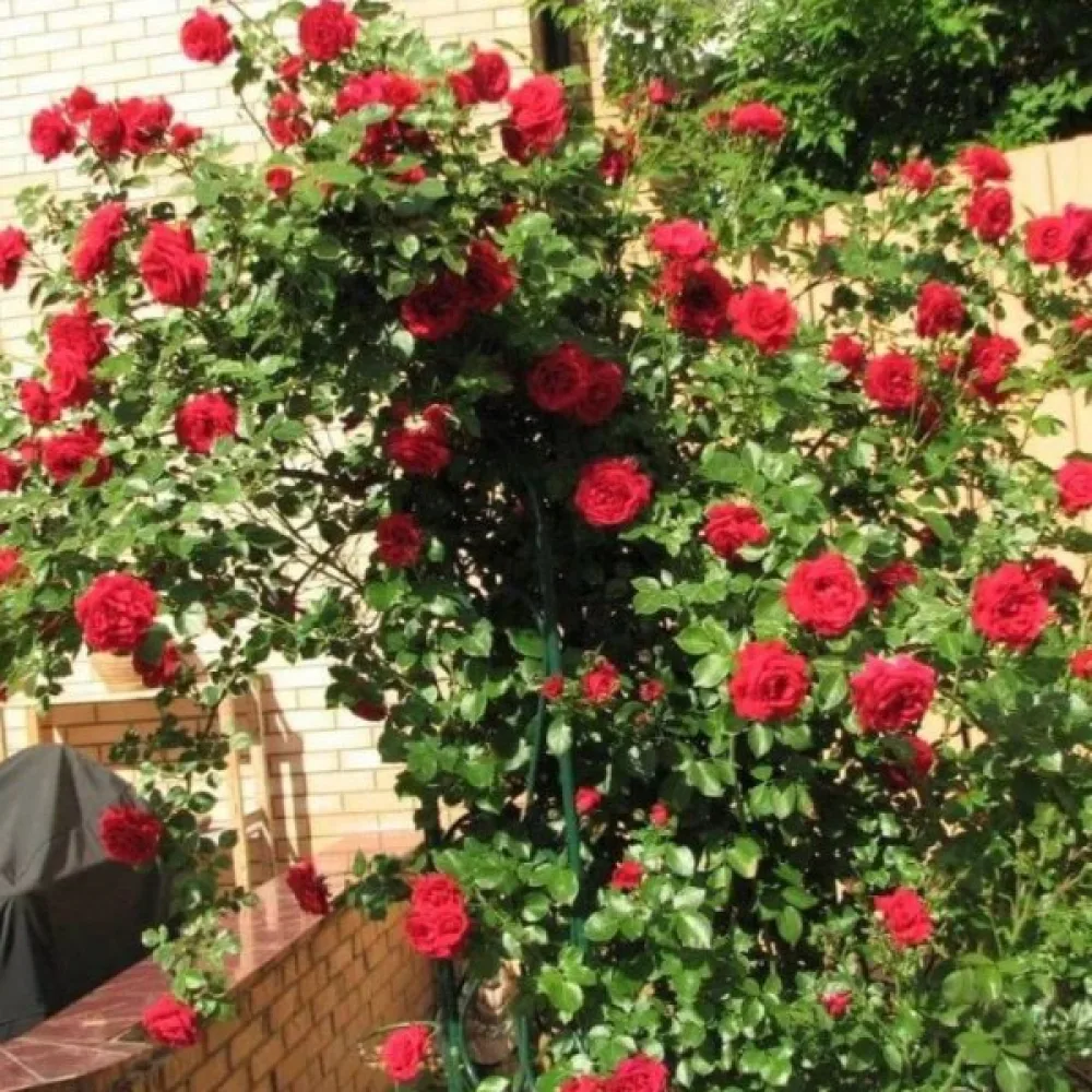 Τριανταφυλλιά Scarlet Reverie (κόκκινη)